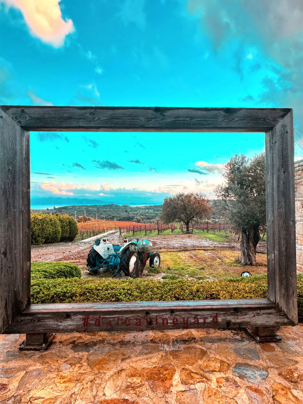 Datça Vineyard çiftliğimiz