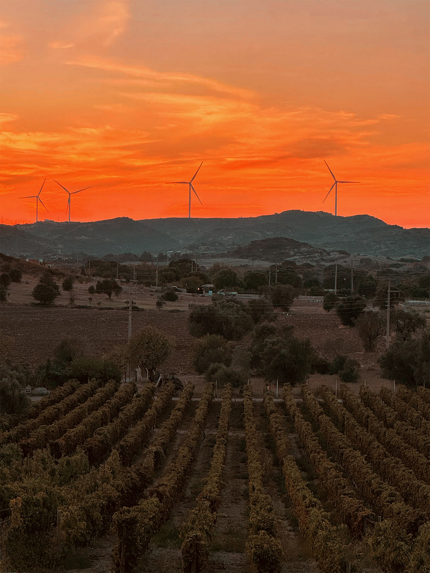 Datça Vineyard çiftliğimiz