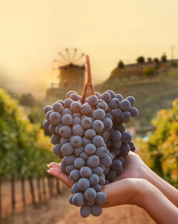 Datça Vineyard Restaurant