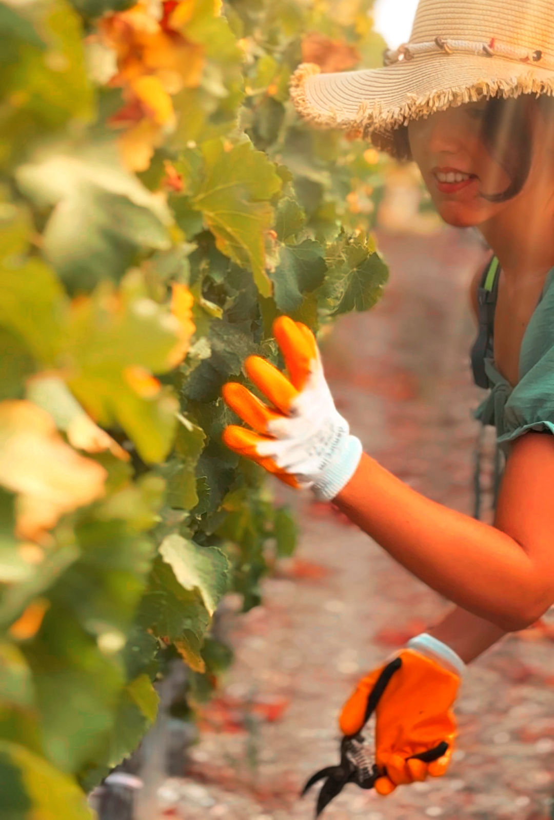 Datça Vineyard Datça Bağ Aktiviteler