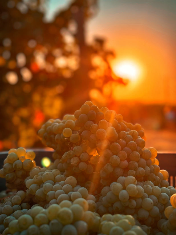 Datça Vineyard çiftliğimiz