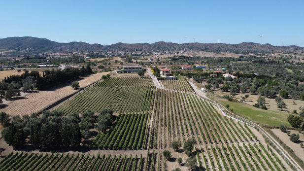 Datça Vineyard çiftliğimiz