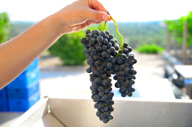 Datça Vineyard çiftliğimiz